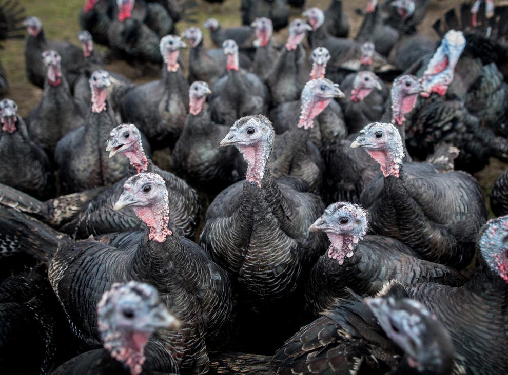 A “more pathogenic” variant was found in French soil