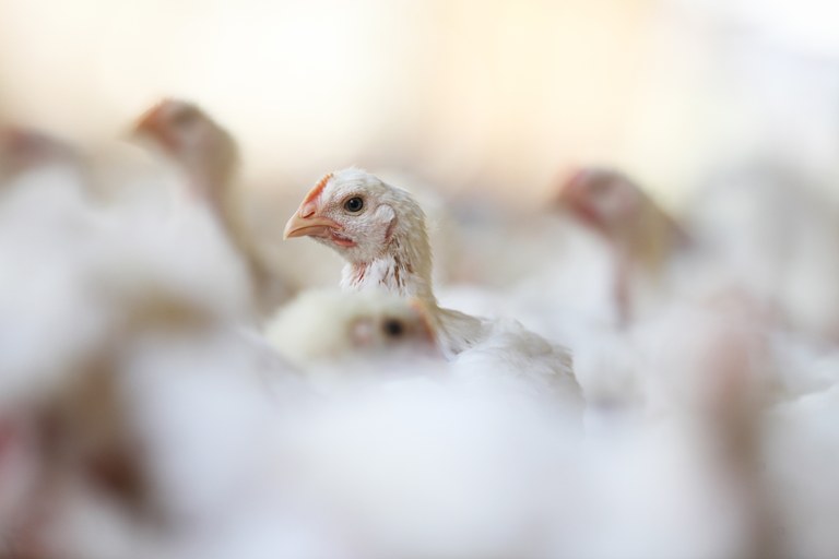 Bird flu continues to spread to birds in the UK and Europe