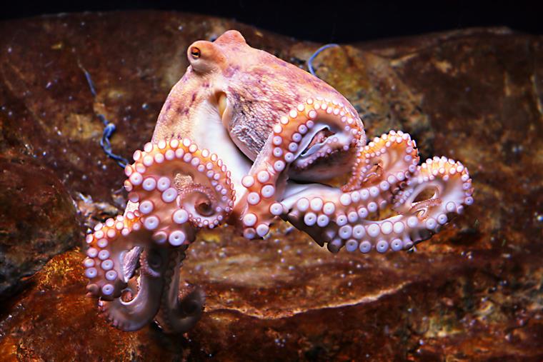 The United Kingdom concludes that octopus, squid, cutfish, crab, crab and crab are creatures that feel pain and suffering.