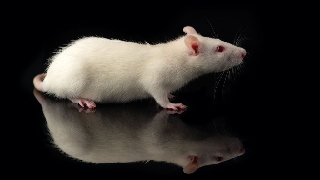 Taiwanese scientist infected with virus after rat bite
