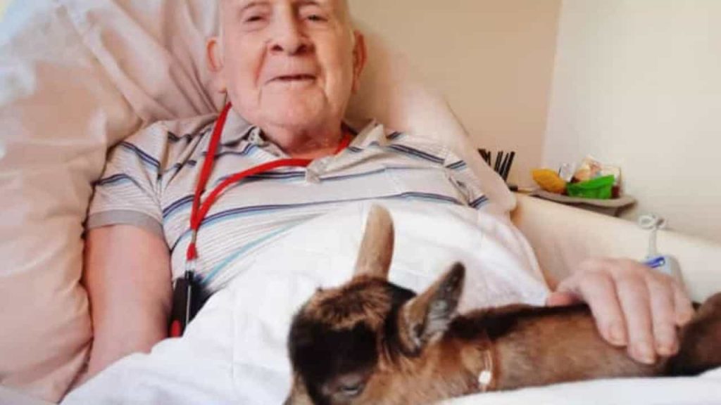 Pygmy goats bring joy to those living in a UK nursing home