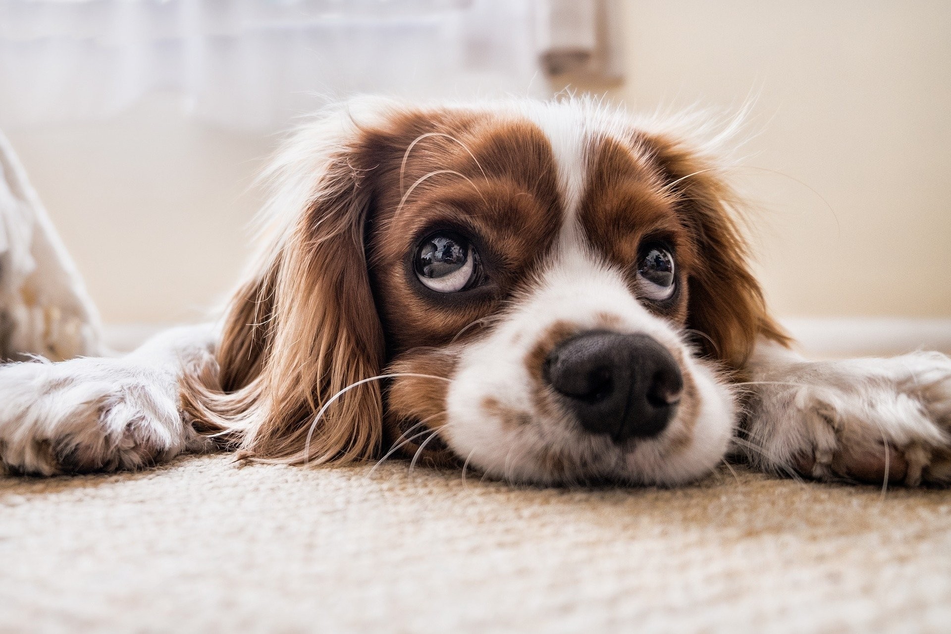 The smaller the dog, the higher the risk of chocolate poisoning (Photo: Pixabay/Creative Commons)