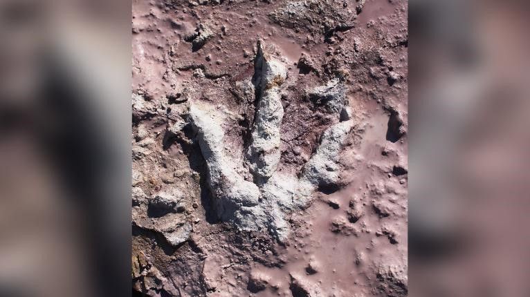 Hundreds of dinosaur footprints have been discovered in Poland