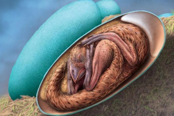 A preserved small dinosaur egg was found in China