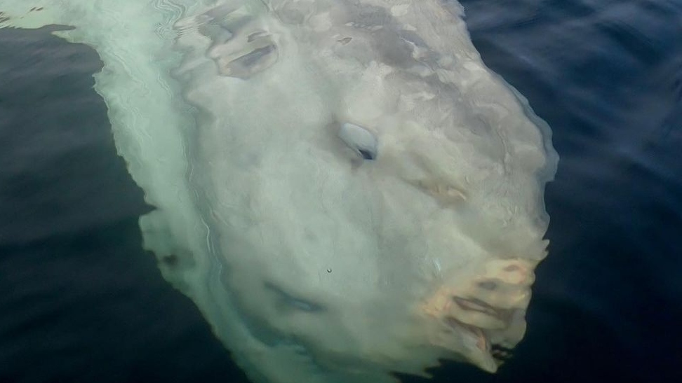 A pair of rowers meet a giant sunfish and they are believed to be the largest in the world