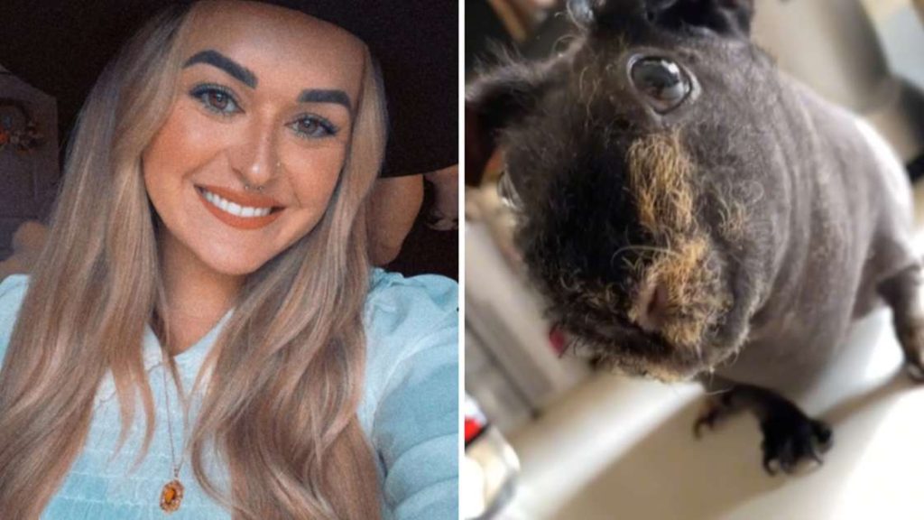 A woman sleeps holding a guinea pig and wakes up unsurprised in the United States – the world