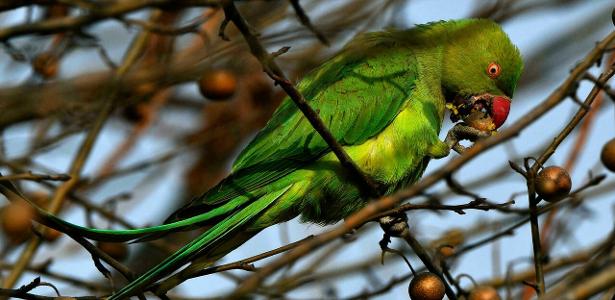 Handing over 800 parrots who lived in a room to a shelter - 12/28/2021