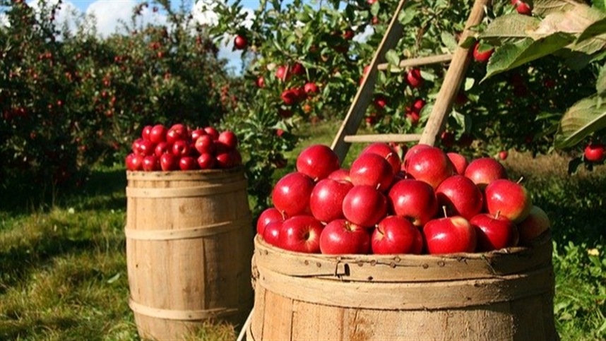 Science creates red apple pulp