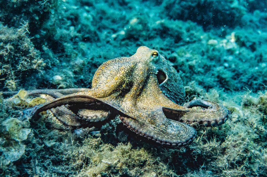 The United Kingdom declares that crabs, crabs and octopuses are on the alert