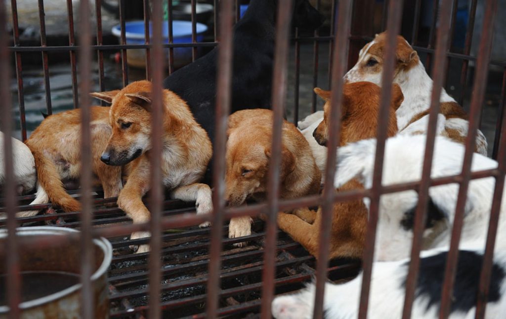 Vietnam wants to ban the sale of cat and dog meat |  Globalism