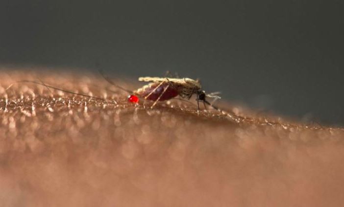 WHO says malaria deaths increased in 2020 due to Covid-19 restrictions