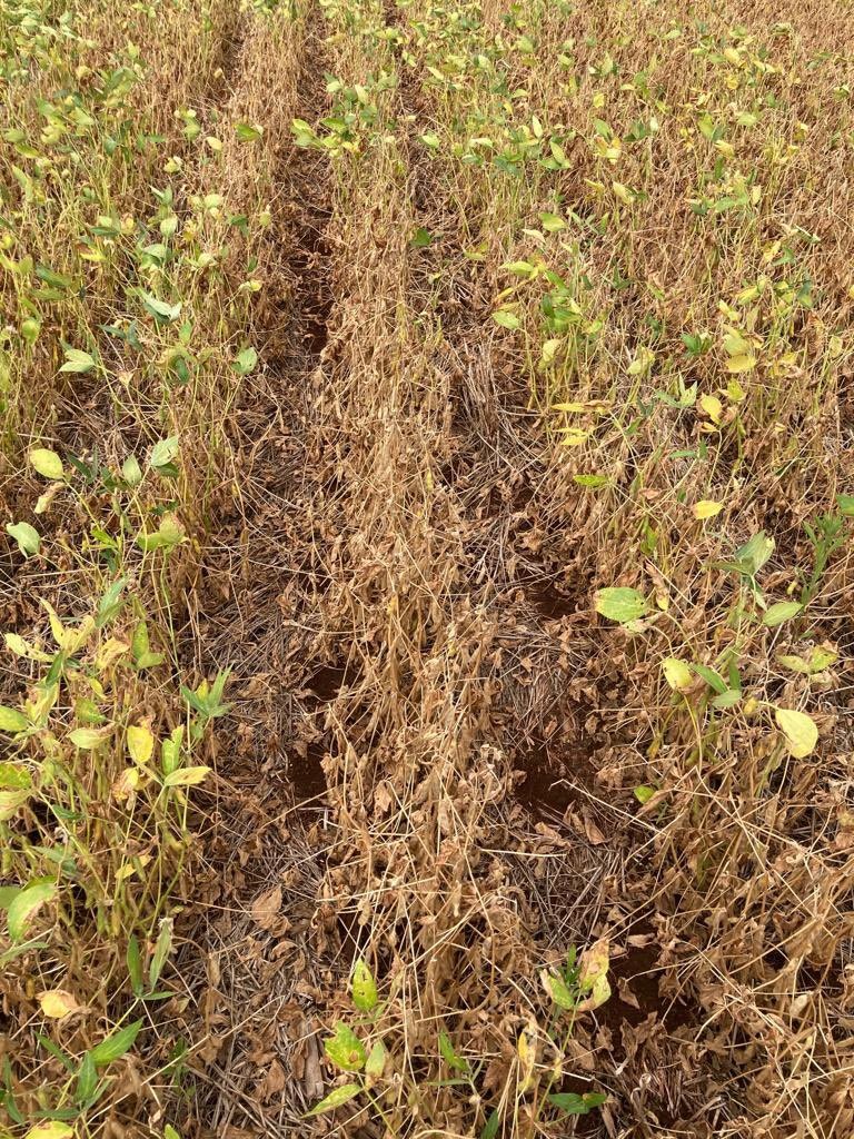 Bolsa de Rosario cuts 5 million tons of soybeans from the 2021/202 crop in Argentina