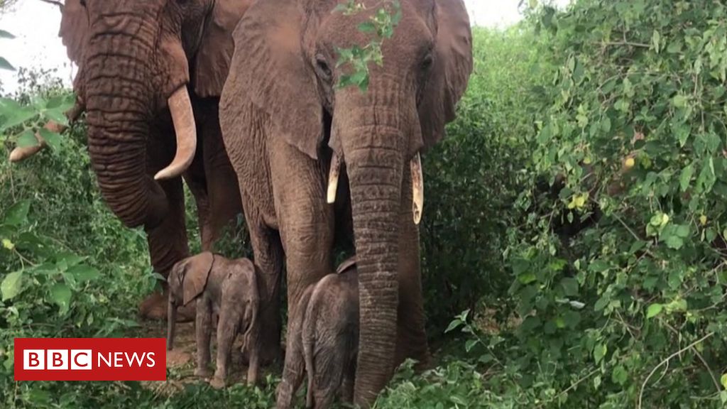 A rare birth of a twin elephant was recorded in Kenya
