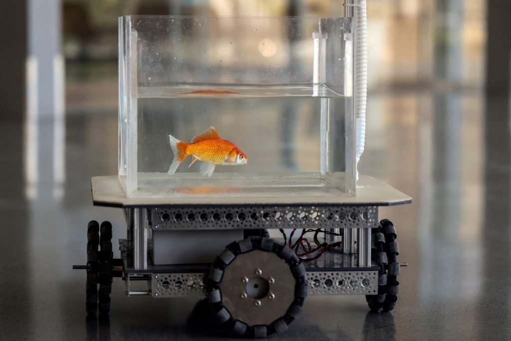 An Israeli study found that goldfish can drive a car on land |  Science
