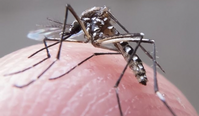 Morisoka invasion in São Luis: a biologist explains why and what the health risks are