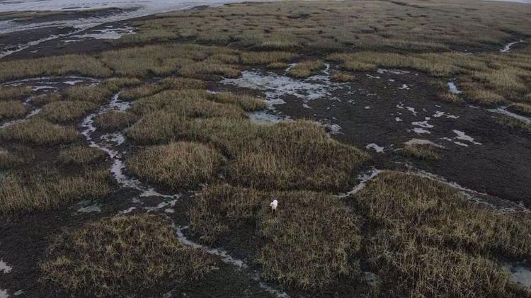 Rescue a dog from the swamp with the help of a sausage attached to a drone