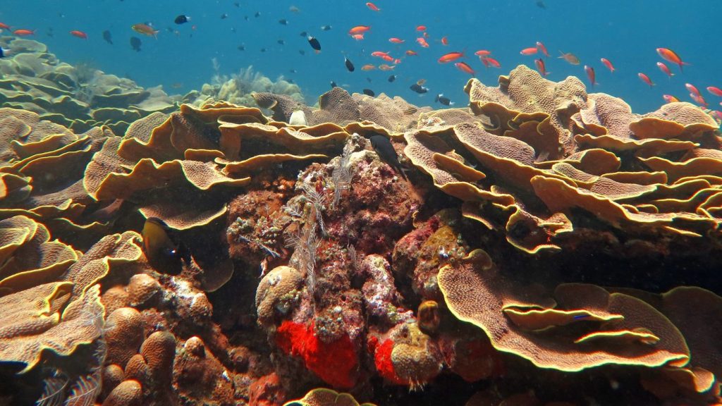 UNESCO finds one of the largest coral reefs in the world, in the form of roses
