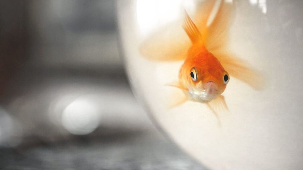 goldfish driving a car in a new experience;  Watch the video