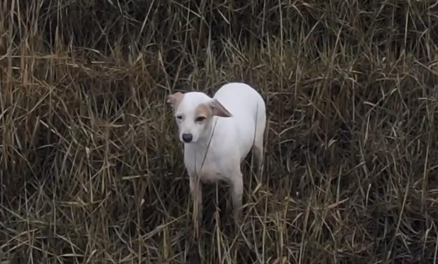 Rescue team uses sausage trapped in a drone to rescue a dog in a swamp in the UK