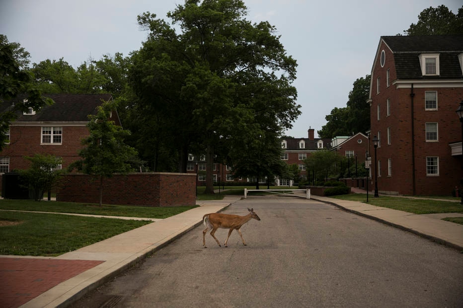 Bambi with Covid – Science