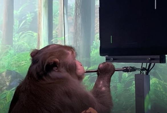 Complaint says Neuralink chip tests killed monkeys