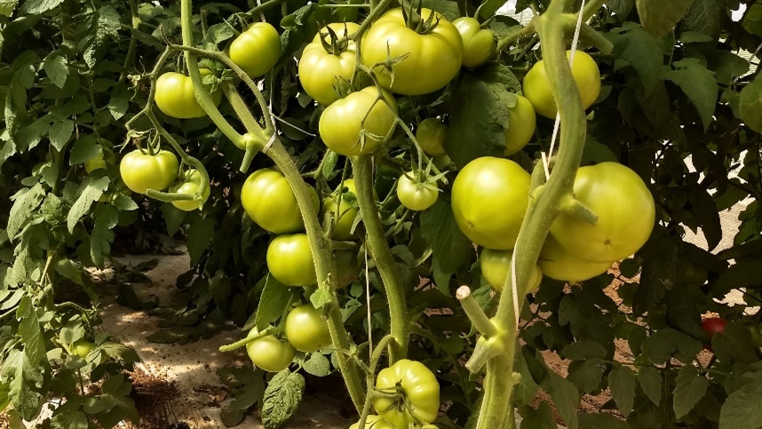 Purple tomatoes can finally reach the United States