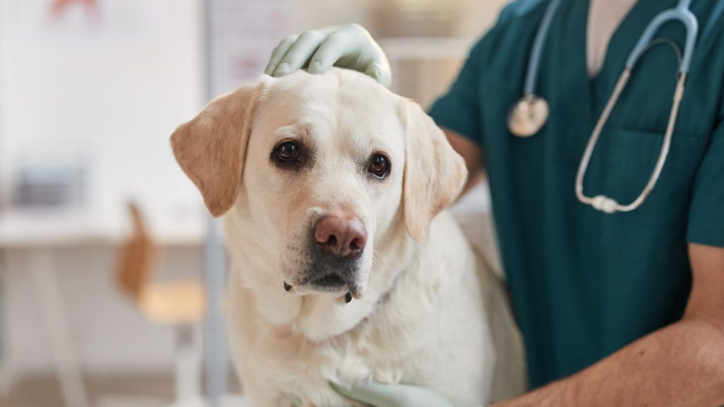 The virus is highly contagious among dogs in the United States