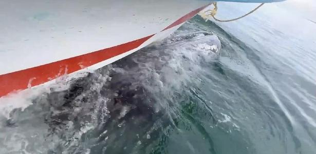 He enters Baleia under a boat with tourists and takes them on a tour;  watching video