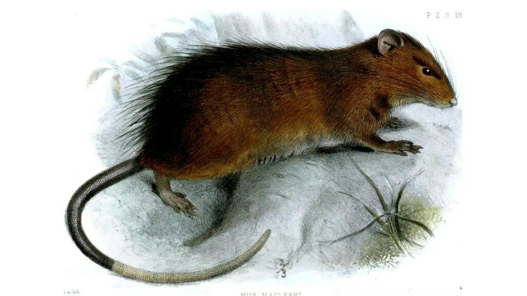 Science has been reviving extinct mice for 120 years