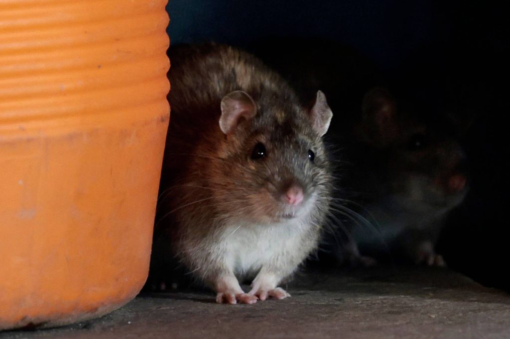Scientists point to the way to “revive” the extinct rat 120 years ago – 10/03/2022 – Science