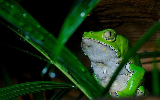 Amazon frog antibiotic substance has 11 international patents - Revista Galileu