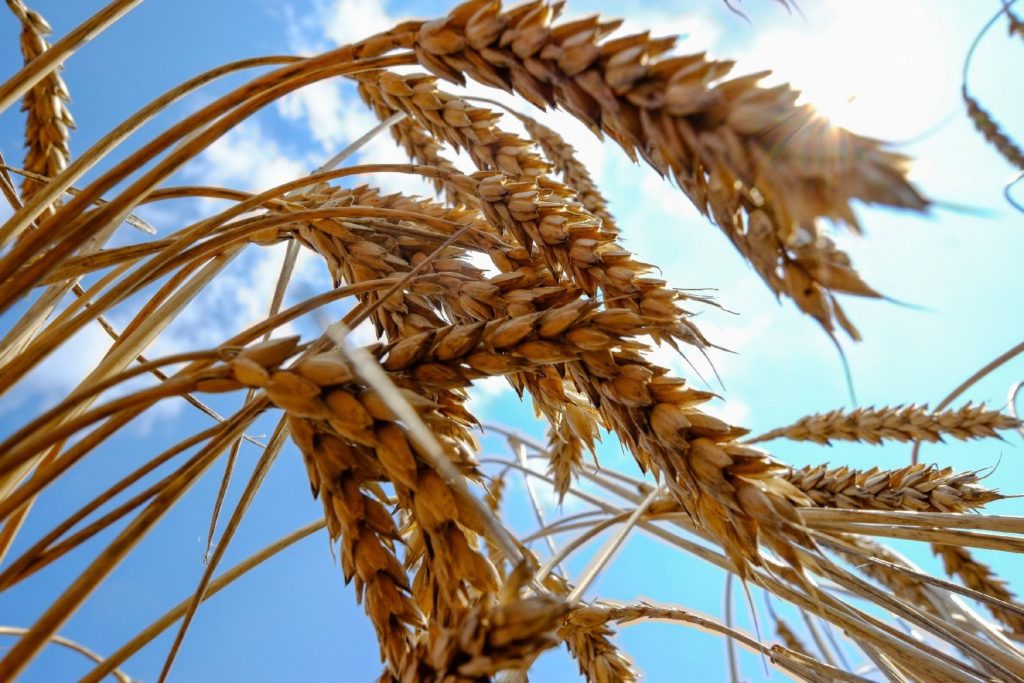 US wheat level improves