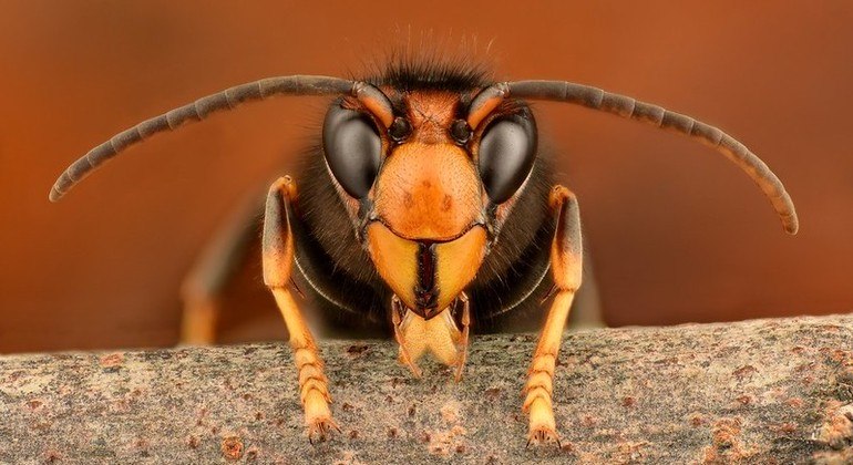Asian bee-eating hornets cause concern in UK – News