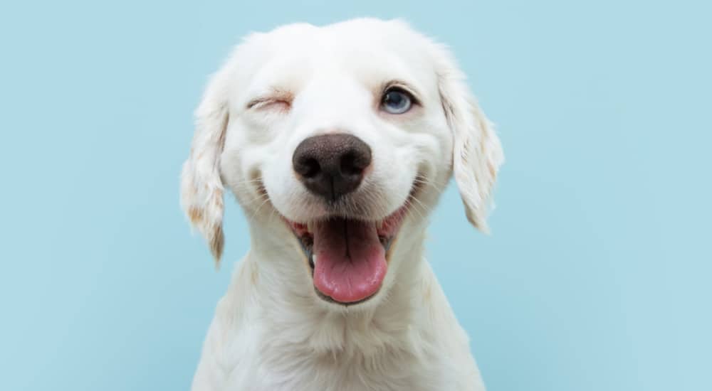 Can't resist the look of your dog?  science explains
