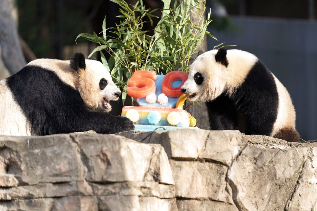 Giant panda devours a "cake" to celebrate the 50th anniversary of the species' arrival in the United States |  Globalism