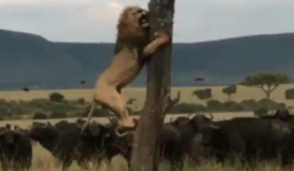 The king of the jungle is afraid: a lion climbs a tree to escape a herd of buffaloes in a viral video |  Biodiversity