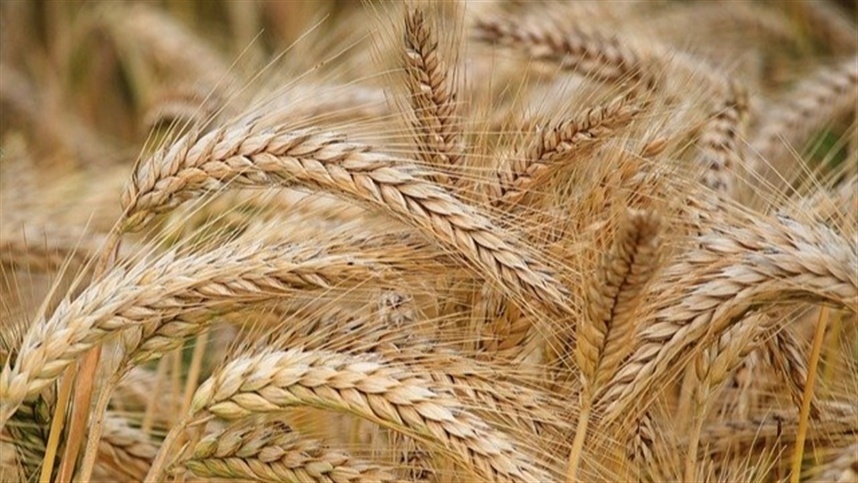 UK to test genetically modified barley