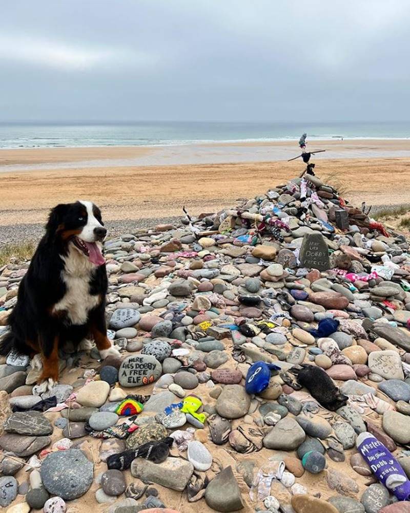 Picture of a pile of stones on the beach with a dog sitting