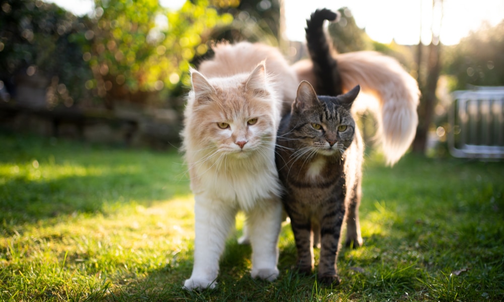 Cats know each other’s names and the names of the people they live with