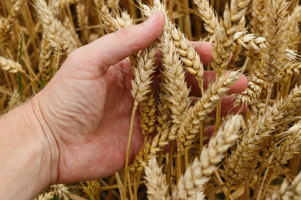 American wheat situation worsens;  Corn planting is picking up speed, the USDA says