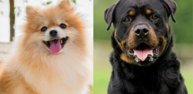 Learn about the 5 most expensive breeds in Brazil at the moment