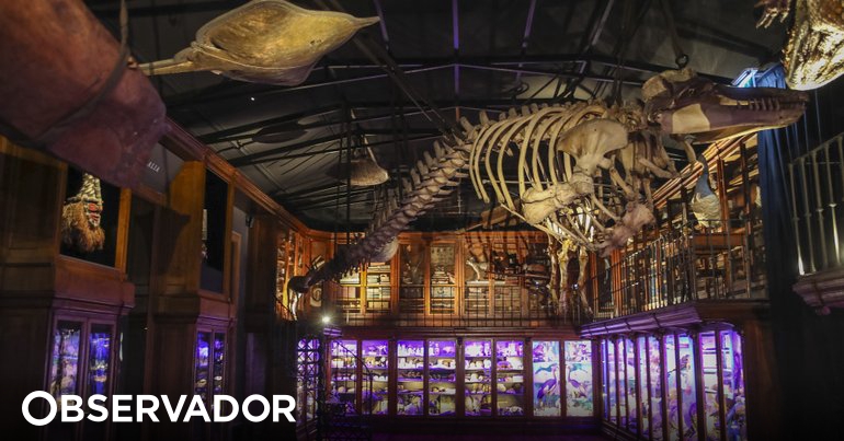 Coimbra Science Museums Opened Curiosities Office Where Only Evidence Is Light – Observer