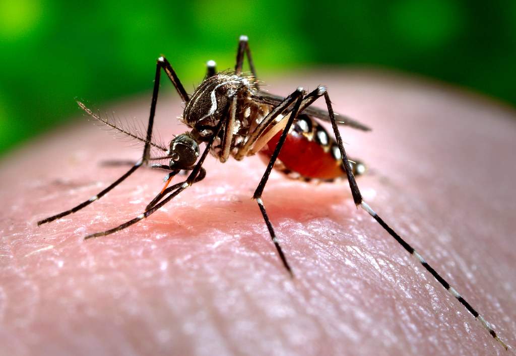 The most widespread dengue strain in the world is found in Brazil
