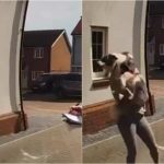 a woman managed to catch the dog, which fell from a height of 6 meters;  video