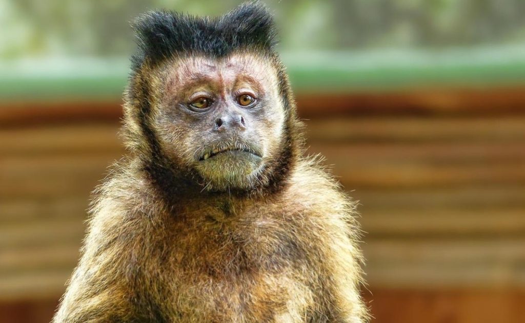 discovery of a rare case of 'monkeypox' in England;  He was the first confirmed patient in the UK in 2018