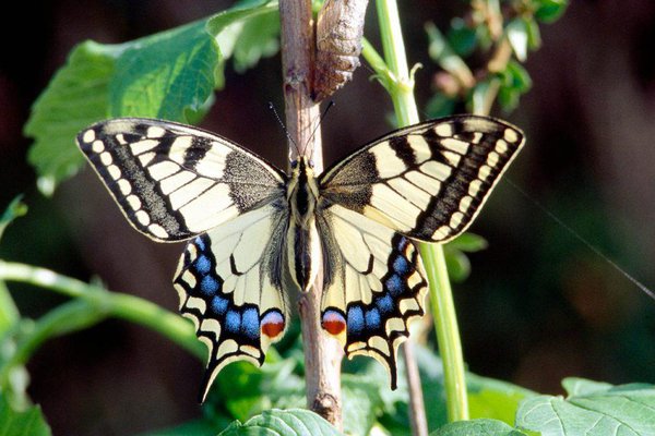 5 endangered butterfly species from the UK