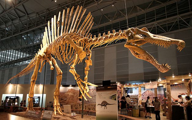 Spinosoride bone reconnected in museums