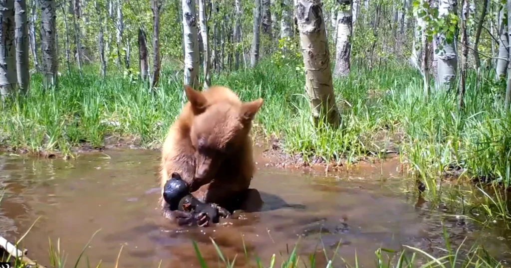 A bear was seen bathing with a teddy bear in the forest – Metro World News Brasil