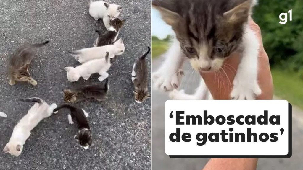 A man stops on the road to save his cat and falls into an "ambush" with the rest of the trash |  Pets