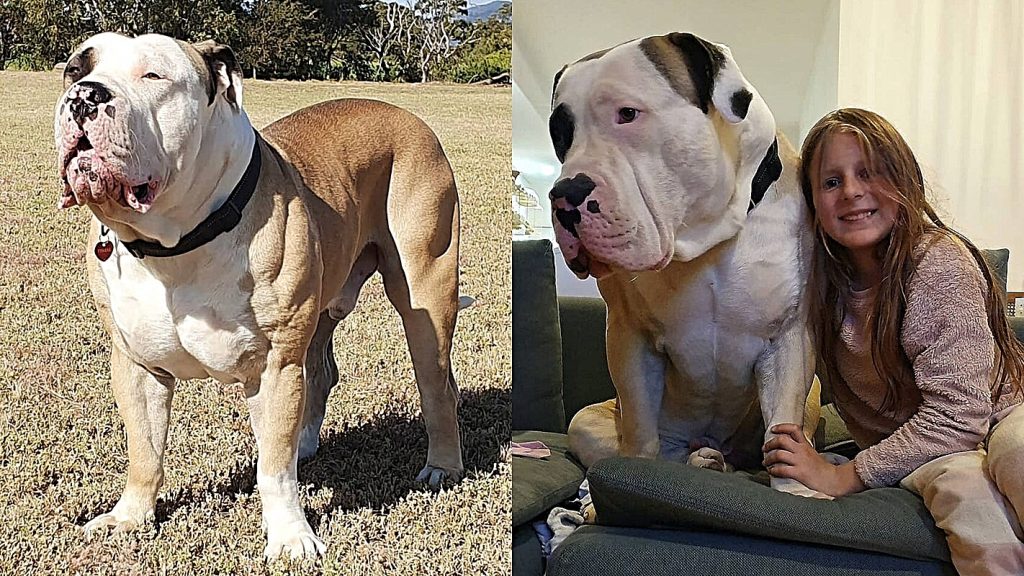 Meet Barney, the giant dog who "shocked" the internet because of his size